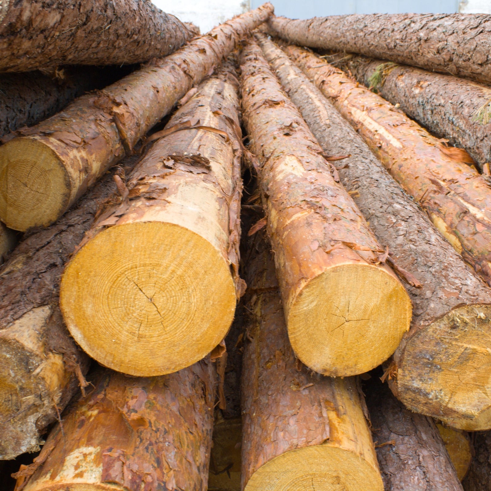 Stacked freshly cut logs